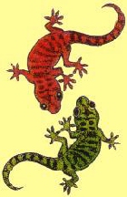 Geckos